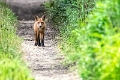 renard (1)